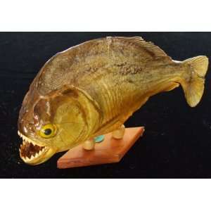  Genuine Large Piranha Man Eater Genuine Piranha Fish 