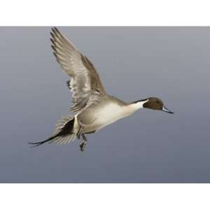  Northern Pintail, Anas Acuta, Male in Flight, North 