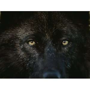  Black Colored Gray Wolf, Canis Lupus, Stares with Golden 