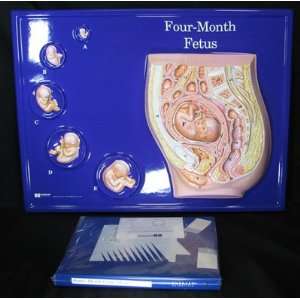  Four Month Fetus Model Activity Set: Office Products