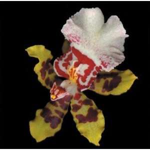    Tiger Orchid   Poster by Rosemarie Stanford (8x8): Home & Kitchen