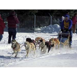 Sled Dog Team Starting Their Run on Mt. Chocorua, New Hampshire, USA 