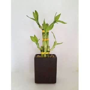  5 Piece Lucky Bamboo in Brown Rectangle Style Ceramic Vase 