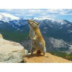  Least Chipmunk, Rocky Mountains, Colorado Premium 