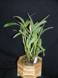   bowringiana var. coerulea Cerro Verde Large Plant Species 17 GR 0502