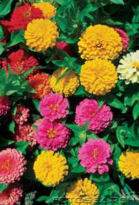 Zinnia seed, Giants of California, Over 75 seeds per Pk  