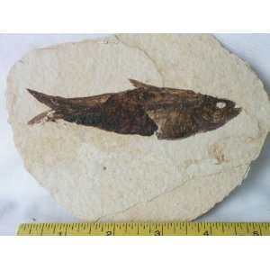  Fish Fossil, 8.44.23 