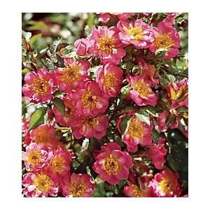  New Baby Bloomer 36 inch Double Decker Tree Rose: Patio 