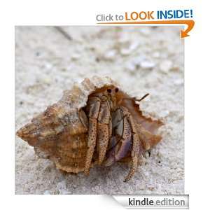 Hermit Crabs Make Fun Pets: Ron Mahon:  Kindle Store