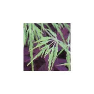   Green Laceleaf Maple (Viridis) Tree, 20 34 Inch: Patio, Lawn & Garden