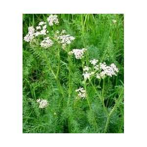  Todds Seeds   Caraway Herb Seed   1oz Seed Packet Patio 