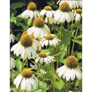  WHITE SWAN CONEFLOWER 25 SEEDS Patio, Lawn & Garden