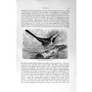   NATURAL HISTORY 1894 95 WHITE WAGTAIL BIRD OLD PRINT