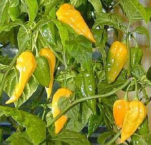 Fatalii Yellow Habanero Pepper 4 Plants   Very Hot  