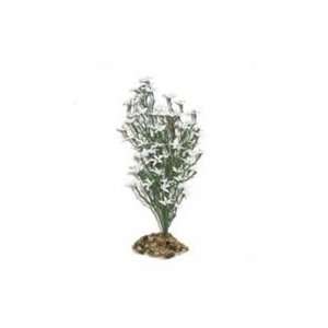  Css Plnt American Cress Lg Wh