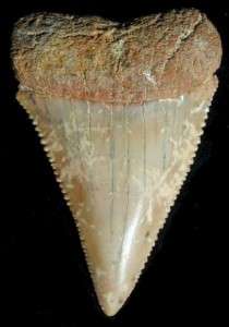 GREAT WHITE SHARK TOOTH FOSSIL Teeth Megalodon  