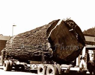 Photo One Log Logger Logging Truck Western Washington Wa  