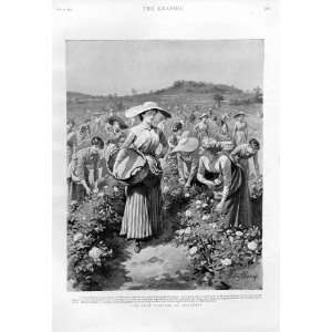Rose Harvest At Florence Antique Print 1894 Italy 