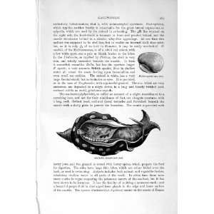  NATURAL HISTORY 1896 SEA HARE GASTROPODS MOLLUSCS