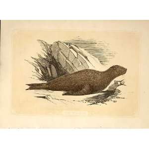  The Sea Bear 1860 Coloured Engraving Sepia Style: Home 
