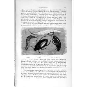   NATURAL HISTORY 1896 BLACK WATER BEETLE INSECTS LARVA: Home & Kitchen
