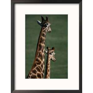  Giraffes, Tala Private Game Reserve, Kwazulu Natal, South 