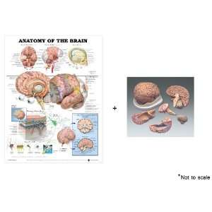  Anatomy of the Brain Anatomical Chart & Budget Brain with 