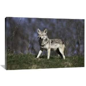Golden Jackal   Gallery Wrapped Canvas   Museum Quality  Size: 36 x 
