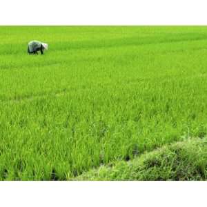  Rice Paddy Field, Halong, Vietnam, Indochina, Southeast Asia, Asia 
