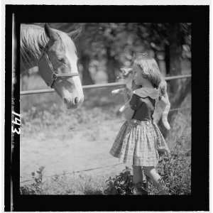  Iowa farm girl showing,horse,cat,country life,animals,barn 
