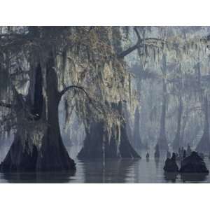  Spanish Moss Drapes Old Cypress Trees on Lake Verret 