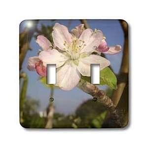 Blossom   Apple Blossom   apple, apple tree, apples, blossom, blossoms 