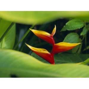  Heliconia Flower (Bird of Paradise), Tropical Rainforest 