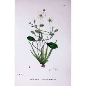  Floating Water Plantain Botany Plants C1902 Flowers