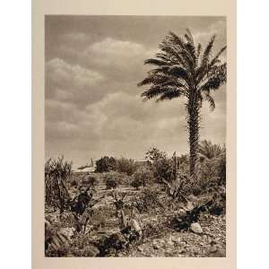  1926 Palm Gardens Jericho West Bank Israel Palestine 