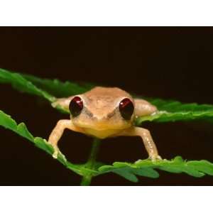  Close Up of a Coqui Singing Frog on Leaves in the 