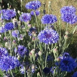  Blue Cornflower or Bachelor Button Seeds Patio, Lawn 