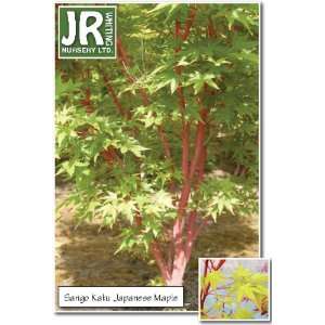  4/5 ft Sango Kaku Japanese Maple (Branched): Patio, Lawn 