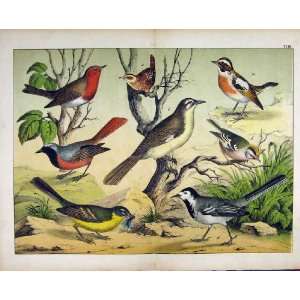   Nature Print 1878 Wild Birds Robin Finch Print: Home & Kitchen