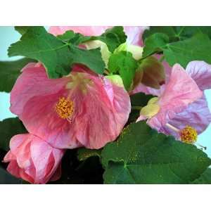   Flowering Maple   Abutilon   Great Indoor Plant!: Patio, Lawn & Garden
