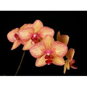 Phalaenopsis Baldans Kaleidoscope Golden Treasure AM/AOS