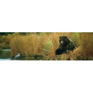 Vantage Point Concepts Grizzly Bear on Kulik River National Geographic 