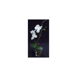  White Orchids Set in Crystal Cup 9.8H x 3.9L Kitchen 