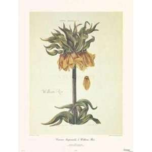  Coronimperialis I William Rex Poster Print