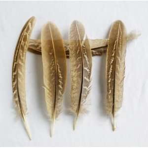  30 Duck Mallard Hen Plumage Wing Feathers Quill 