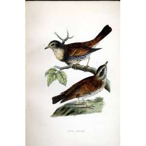  Dusky Thrush Bree H/C 1875 Old Prints Birds Europe: Home 