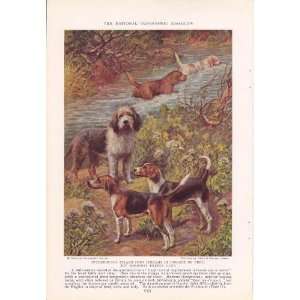  Hunting Dogs Edward Herbert Miner Vintage Dog Print: Everything Else
