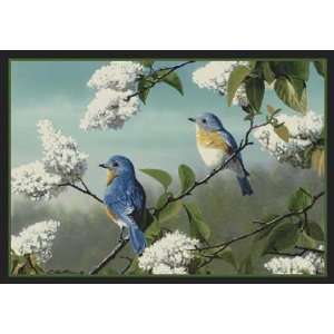    Wildlife Impressions   Hautman   Blue Birds