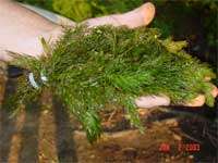 Anacharis and 6 hornwort aquatic submerged plants  