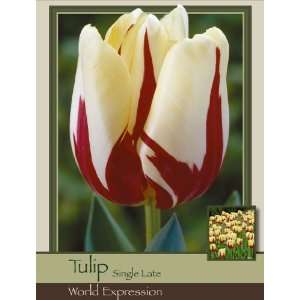  Tulip Single Late World Expression Patio, Lawn & Garden